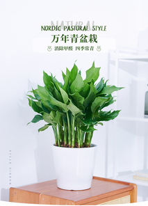 海曙盆景出租价格大比拼，哪家更实惠？