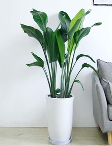 宁波北仑花卉出租哪家好？答案就在这里！