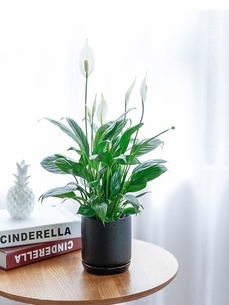 余姚绿化养护方案