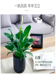 探寻宁波奉化花木租赁公司的绿植宝藏！