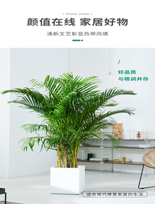 宁波北仑绿植租赁哪家好